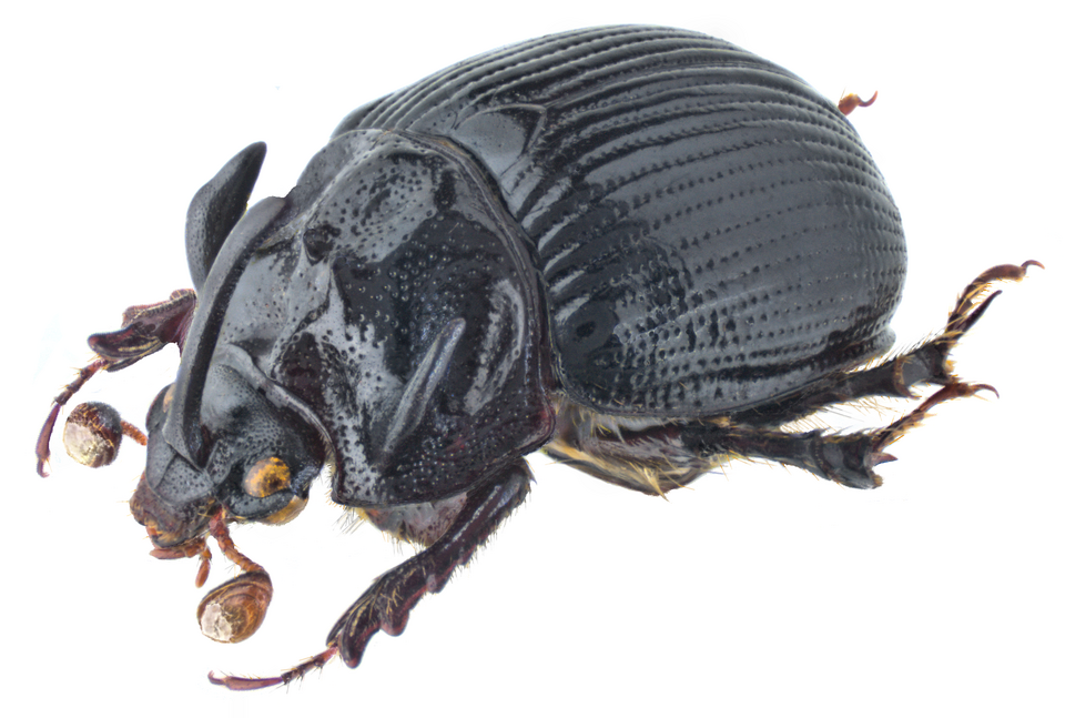 Photo of Horned dor beetle