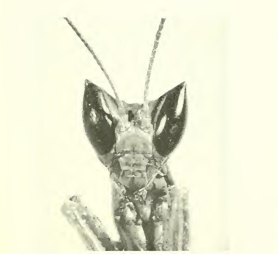 Photo of Horned ground mantis