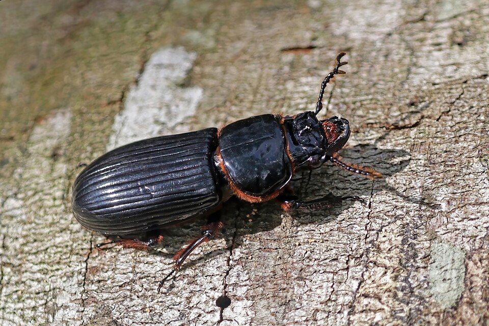 Photo of Horned passalus