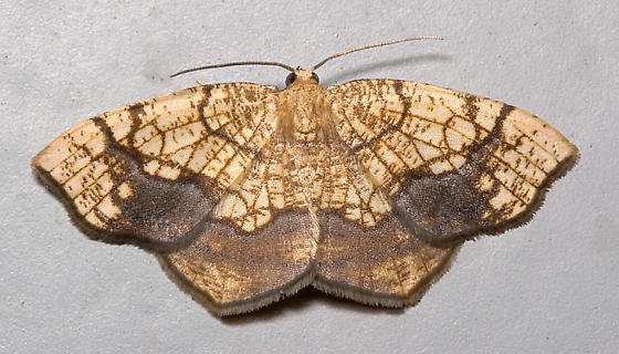 Photo of Horned spanworm moth