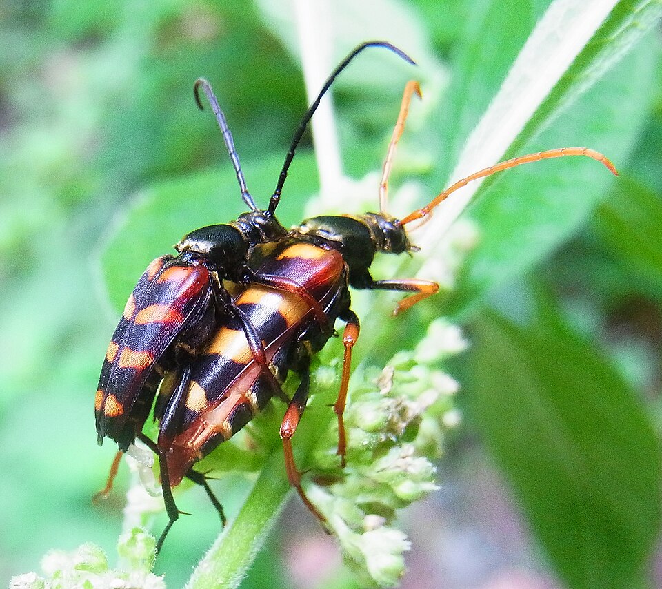 Photo of Hornet beetle