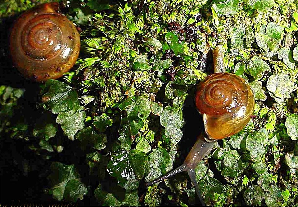 Photo of Horntail snail