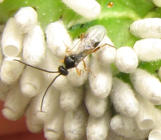 Photo of Hornworm parasitoid wasp