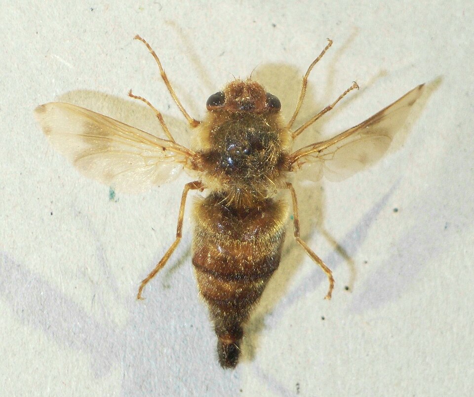 Photo of Horse botfly