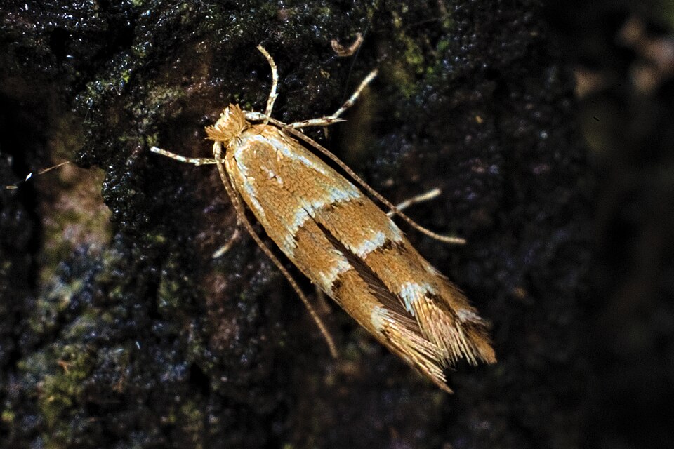 Photo of Horse-chestnut leaf miner