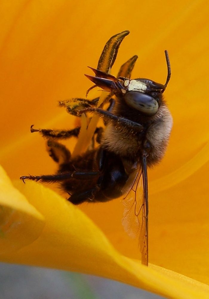 Photo of Horse-fly carpenter bee