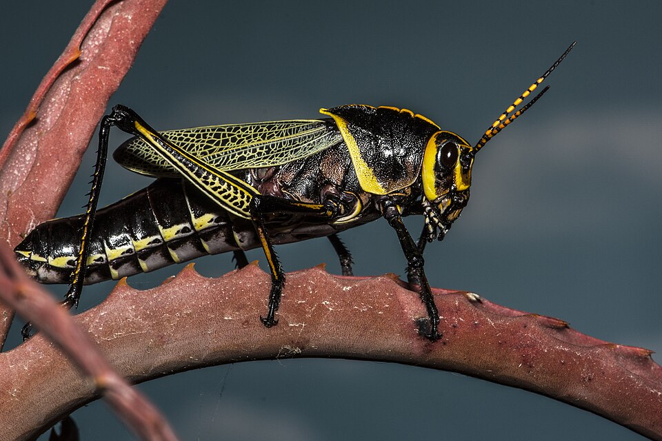 Photo of Horse lubber grasshopper