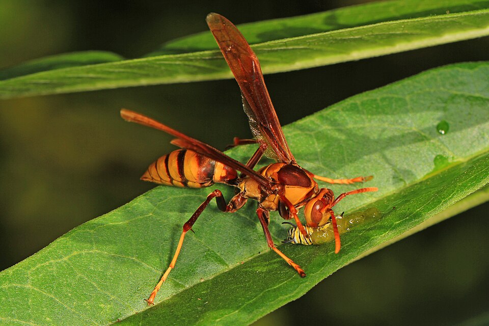 Photo of Horse paper wasp