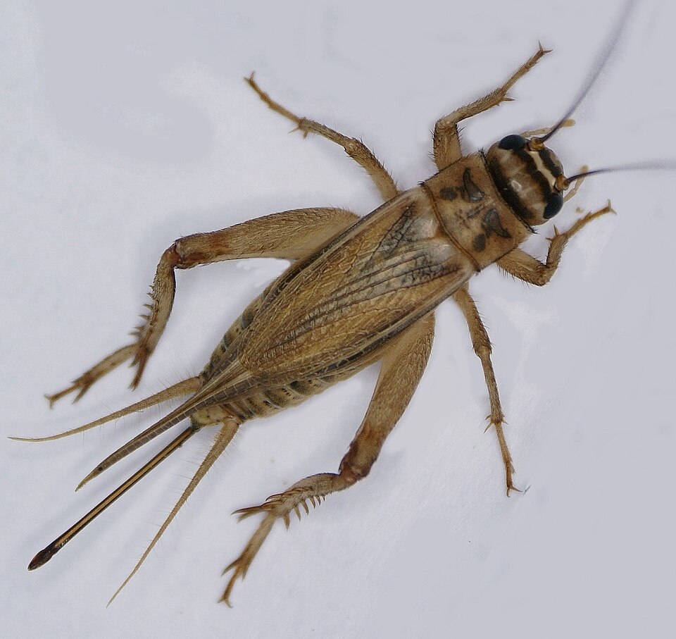 Photo of Toakilk