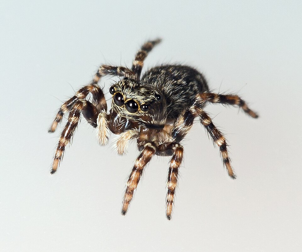 Photo of House jumping spider