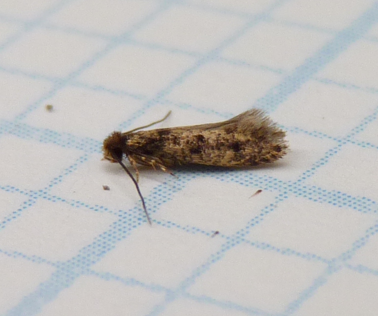 Photo of Household casebearer