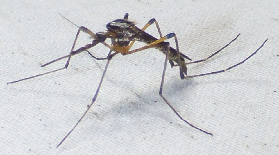 Photo of Howard's gallinipper