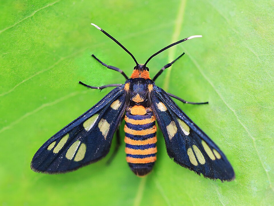 Photo of Hübner's wasp moth