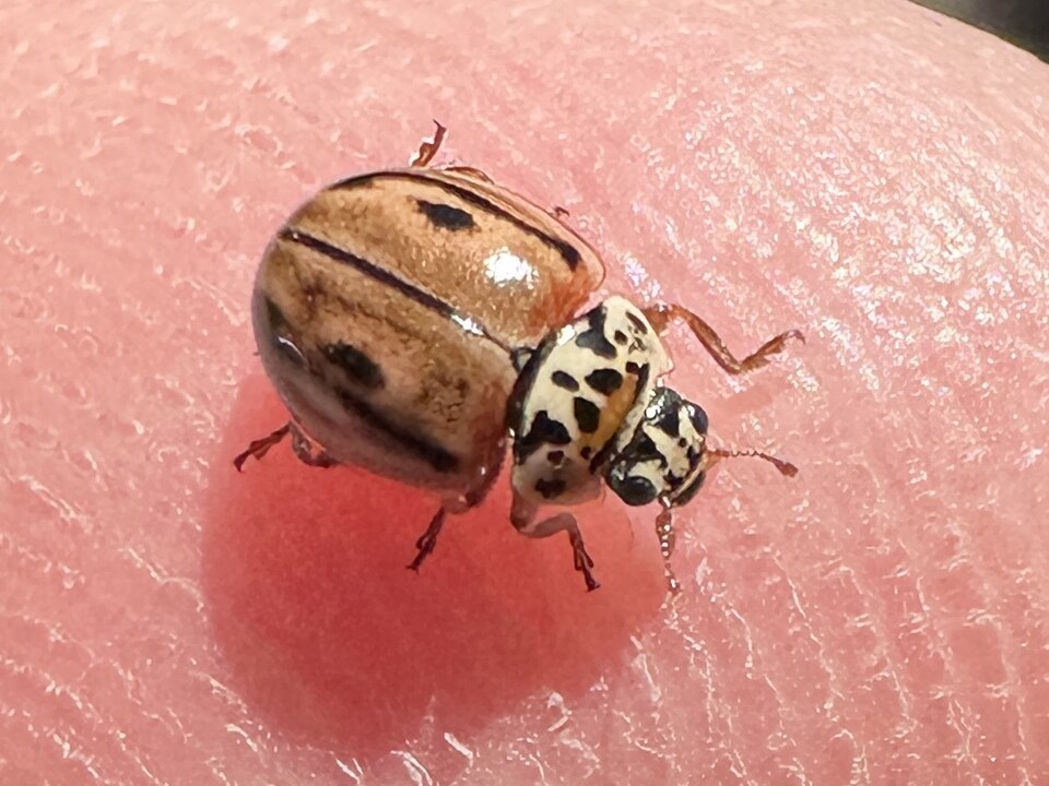 Photo of Hudsonian ladybird
