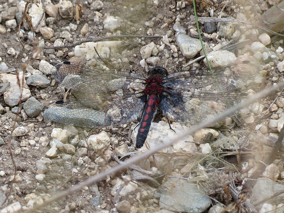 Photo of Hudsonian whiteface
