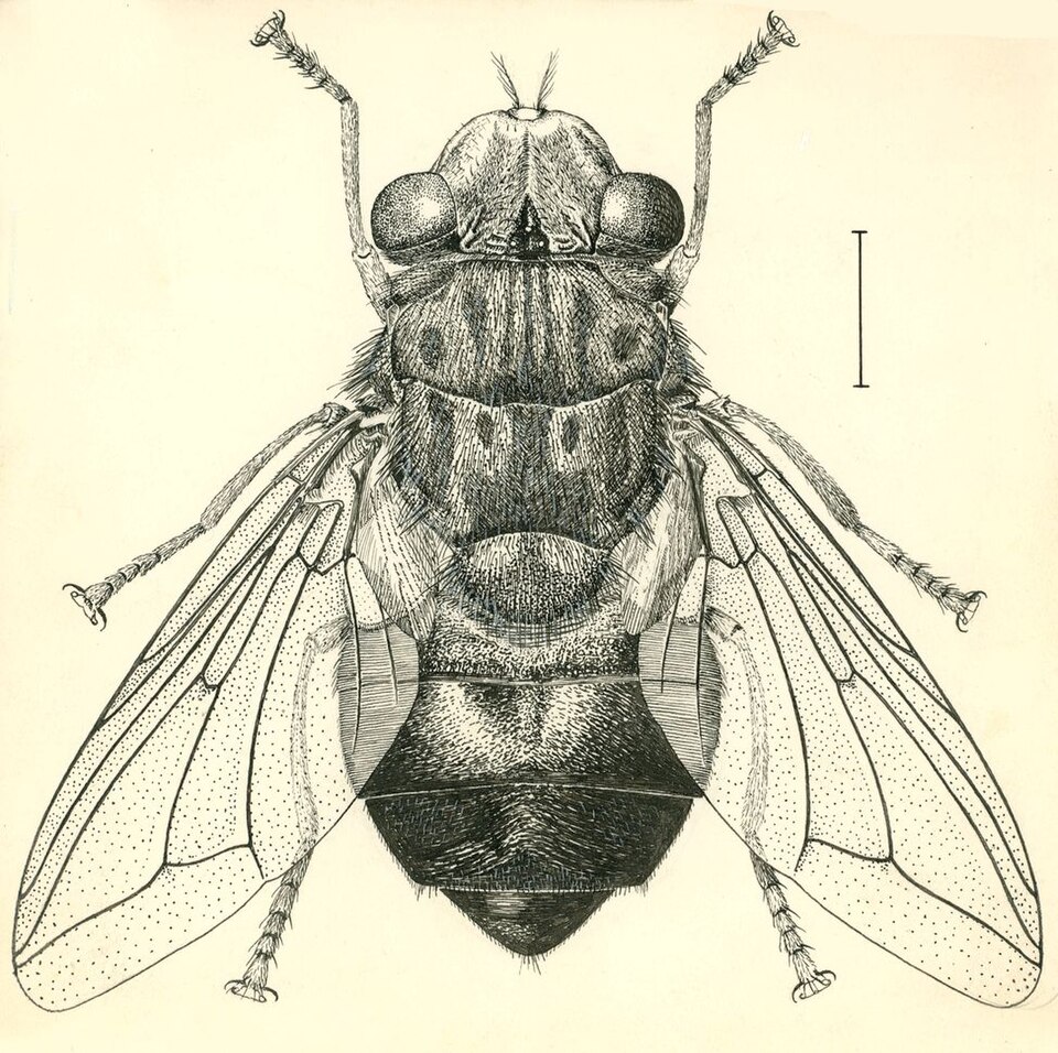 Photo of Human botfly
