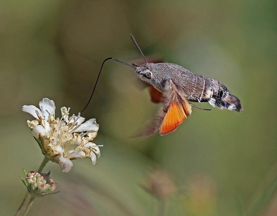 Photo of Hummingbird hawk-moth