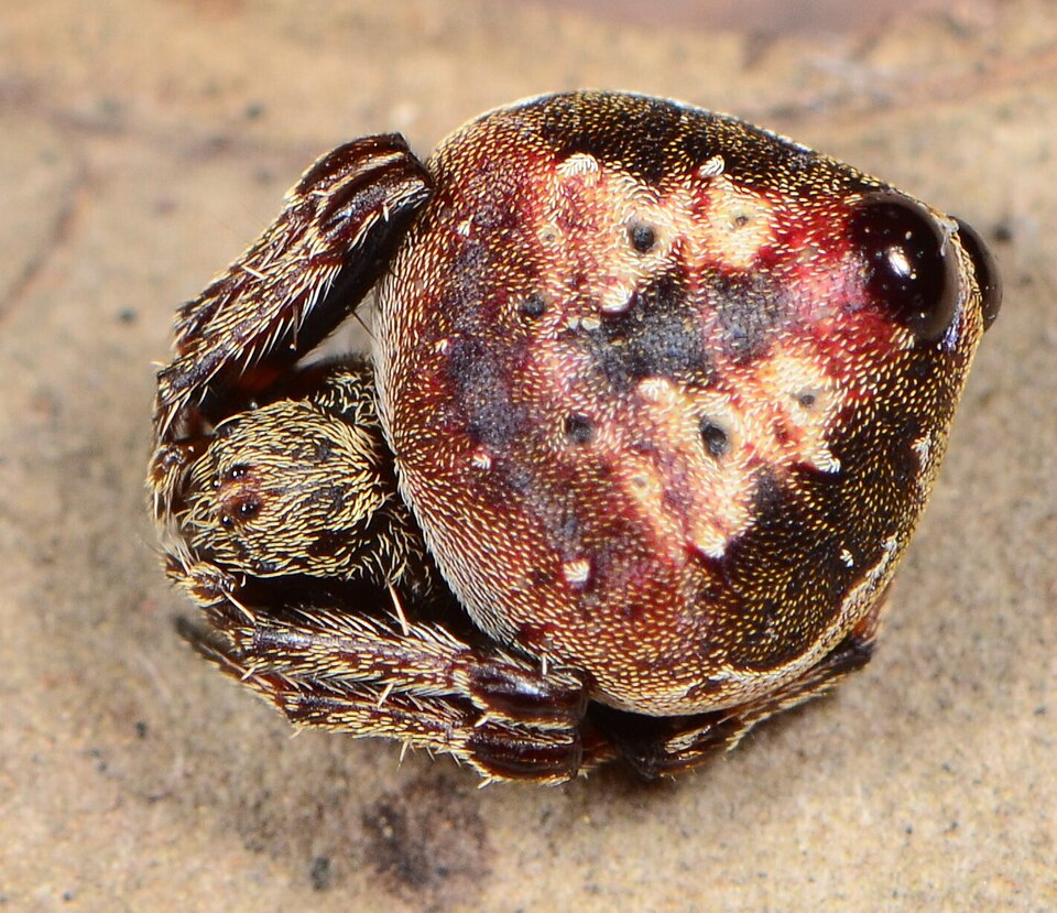 Photo of Hump back araneid spider