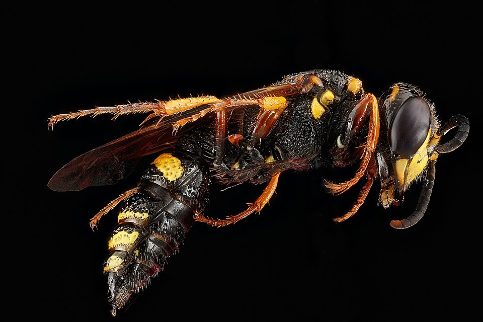 Photo of Hump-backed beewolf