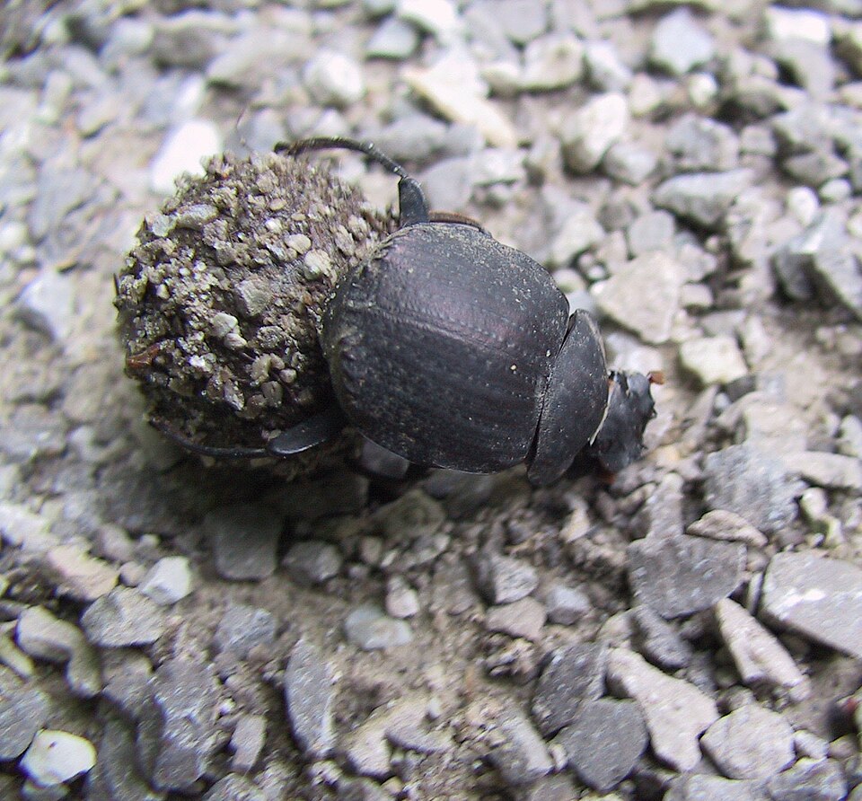 Photo of Humpback dung beetle
