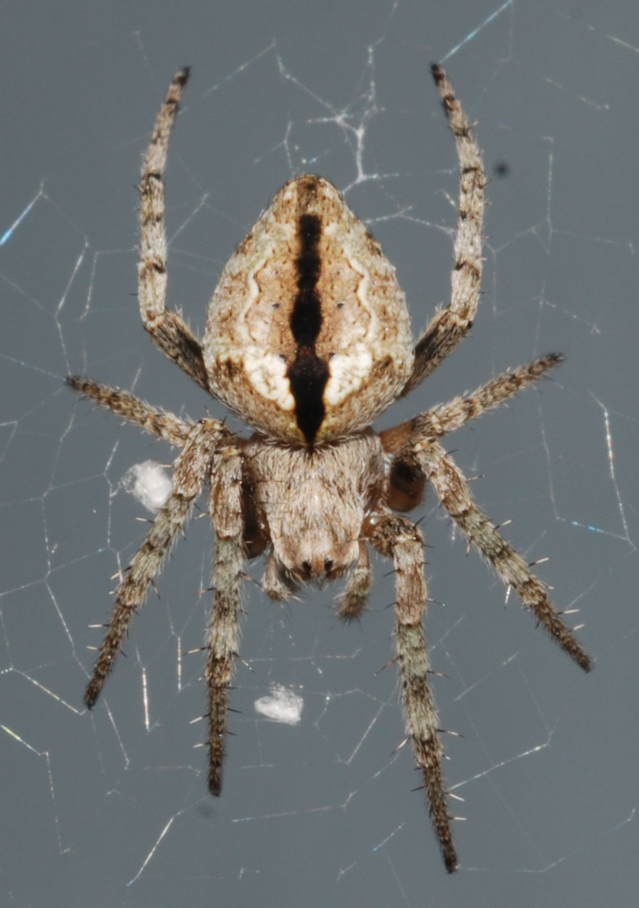 Photo of Humpbacked orbweaver