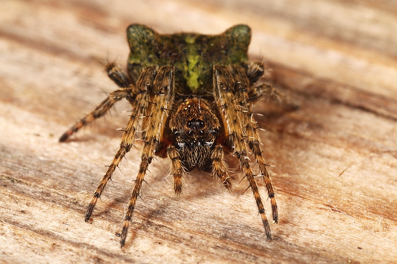 Photo of Humped orbweb spider