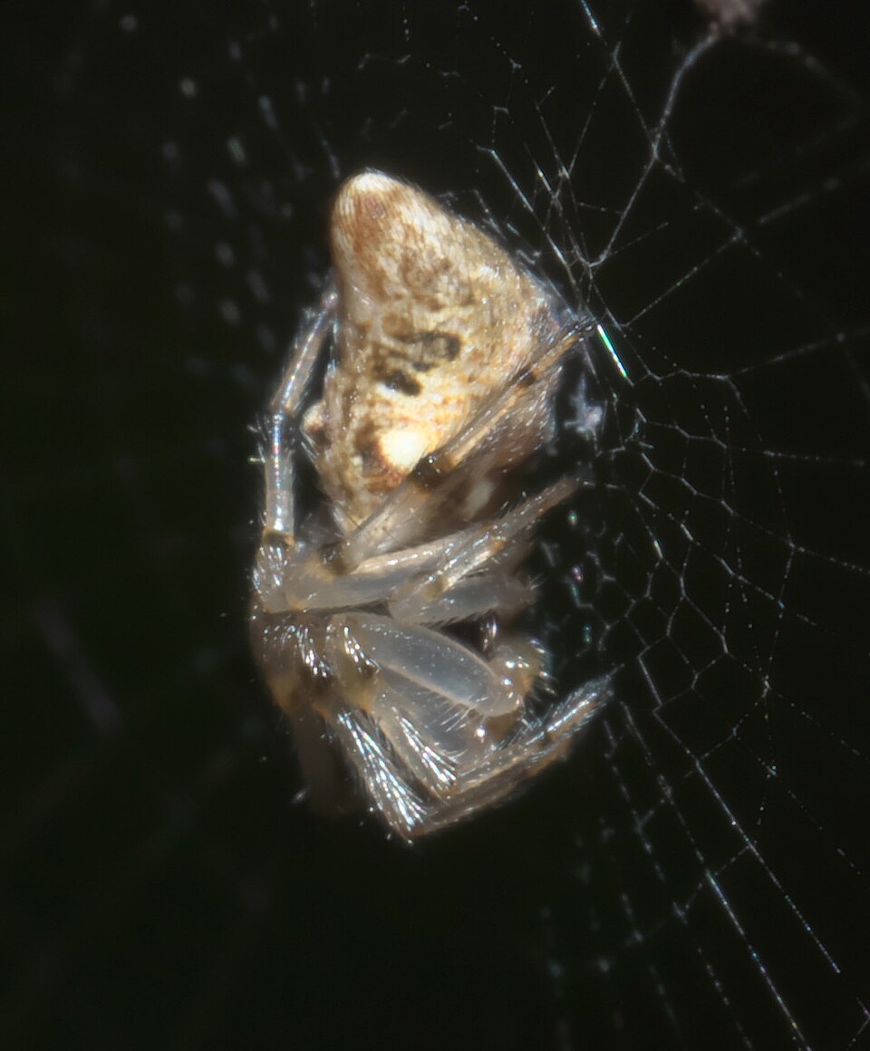 Photo of Humped trashline orbweaver