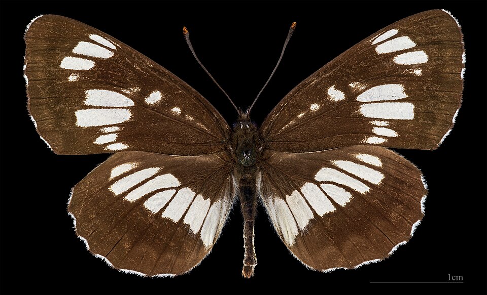 Photo of Hungarian glider