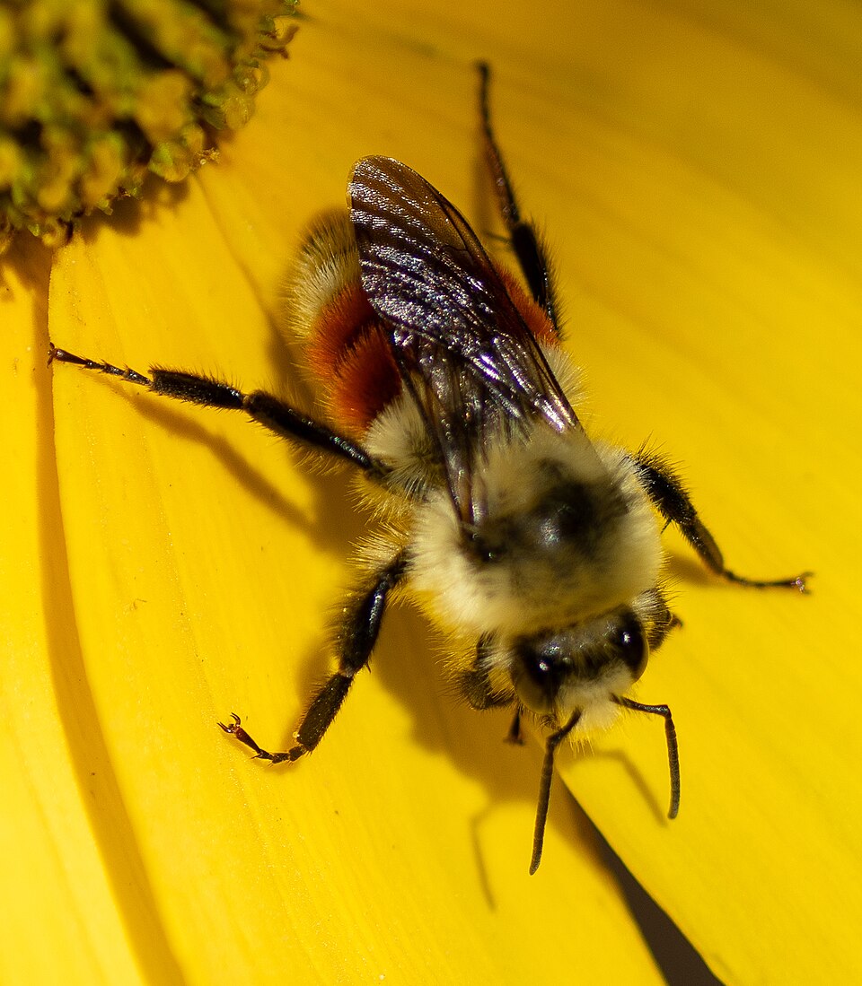 Photo of Hunt's bumblebee