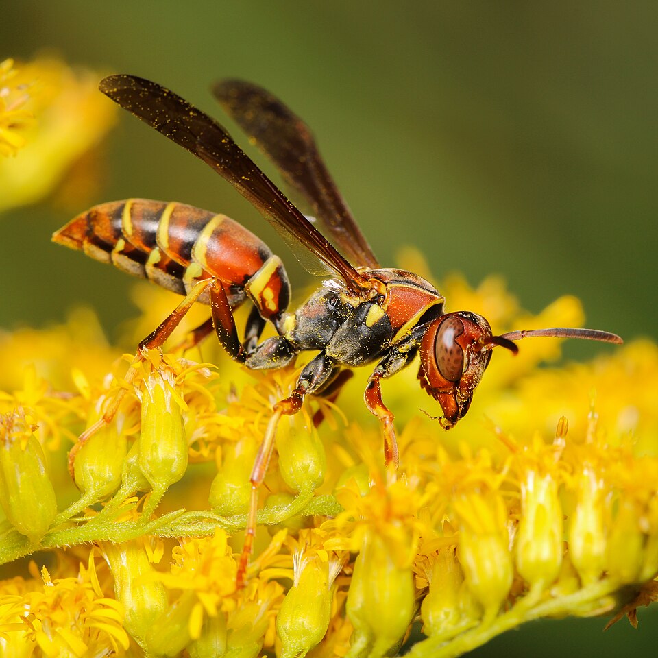 Photo of Hunter's little paper wasp