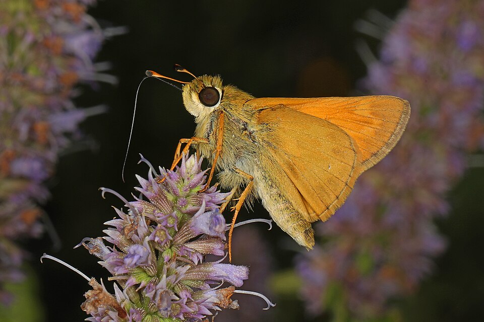 Photo of Huron skipper
