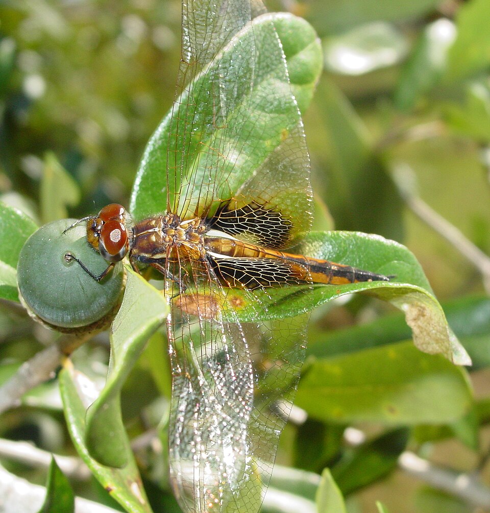 Photo of Hyacinth glider