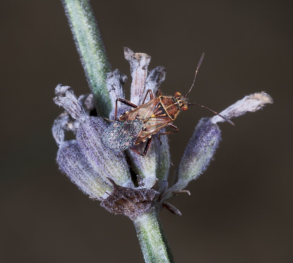 Photo of Hyaline grass bug