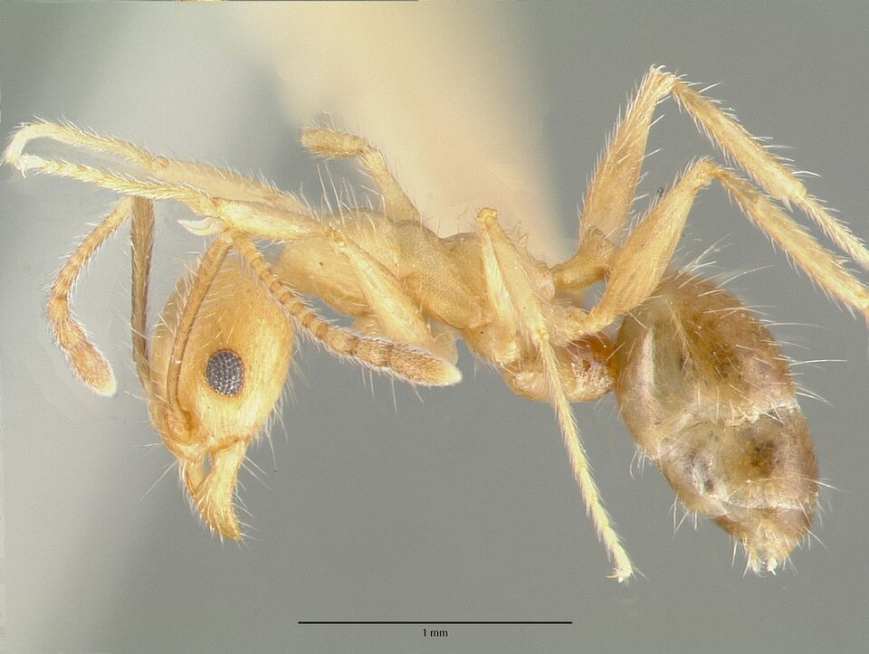 Photo of Hyatt's big-headed ant