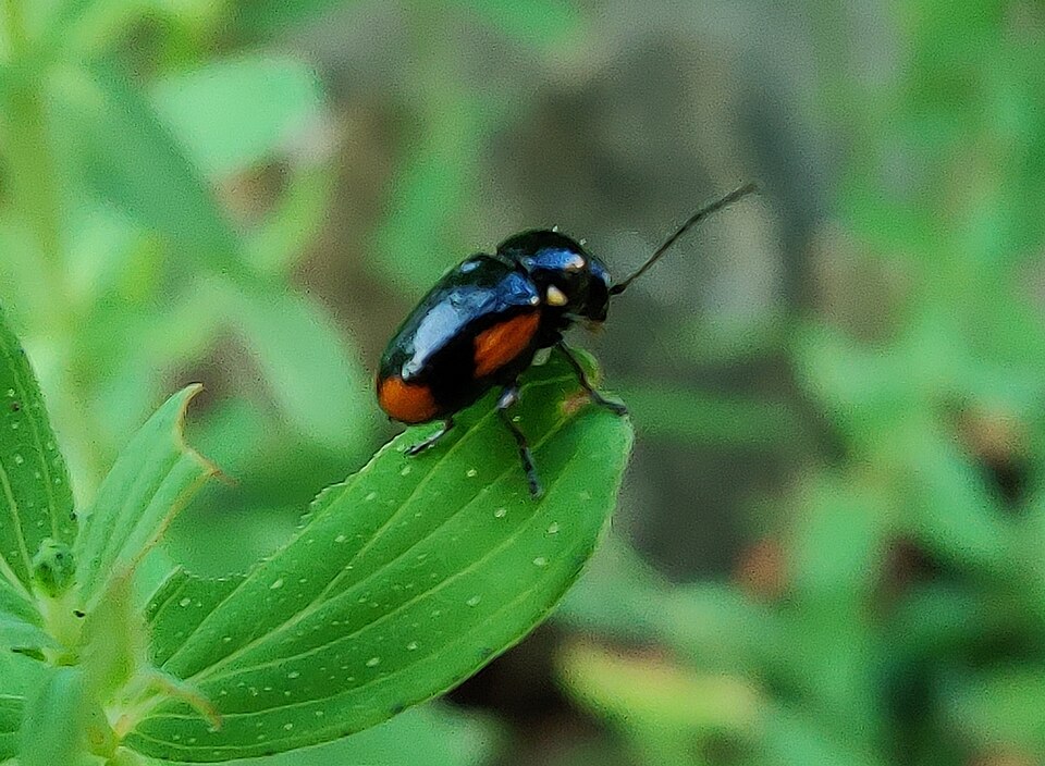 Photo of Hypericum pot beetle