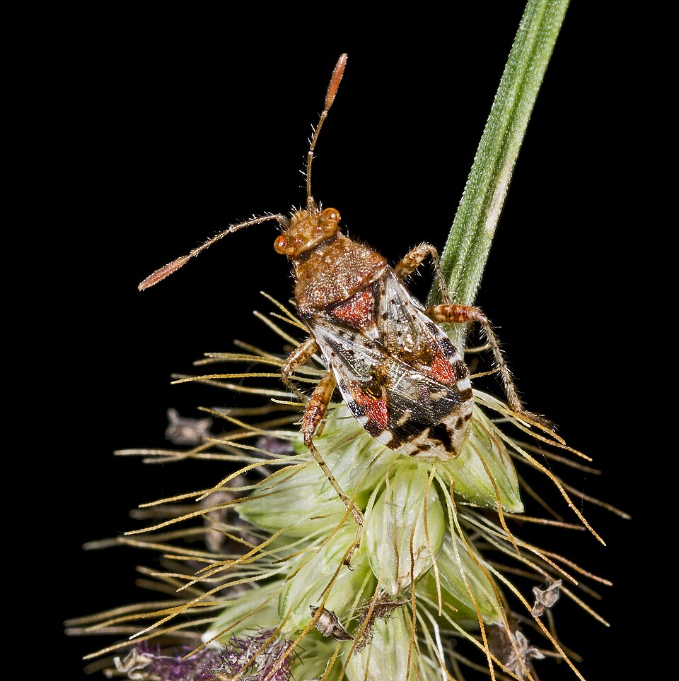 Photo of Hypericum rhopalid