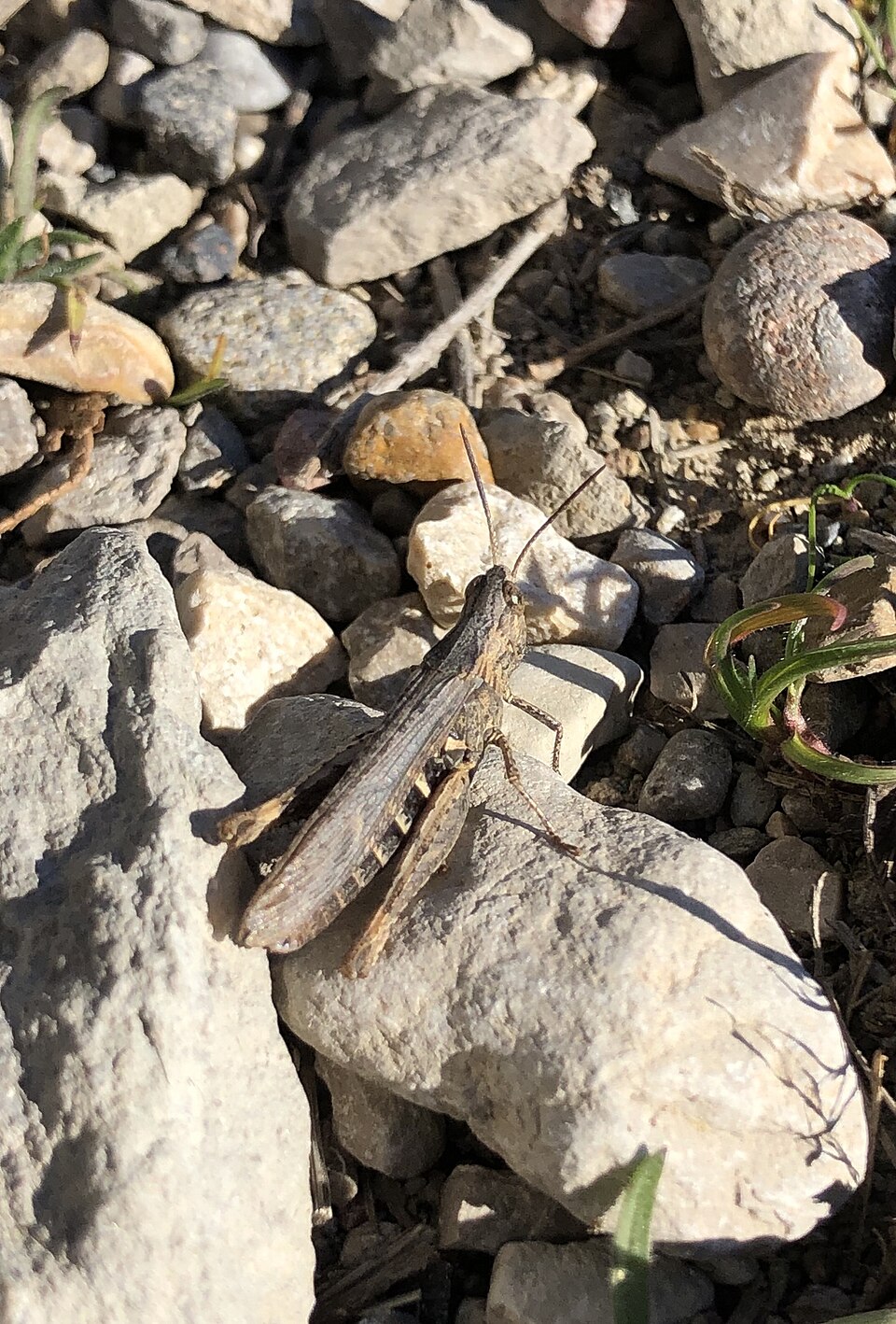 Photo of Iberian field grasshopper