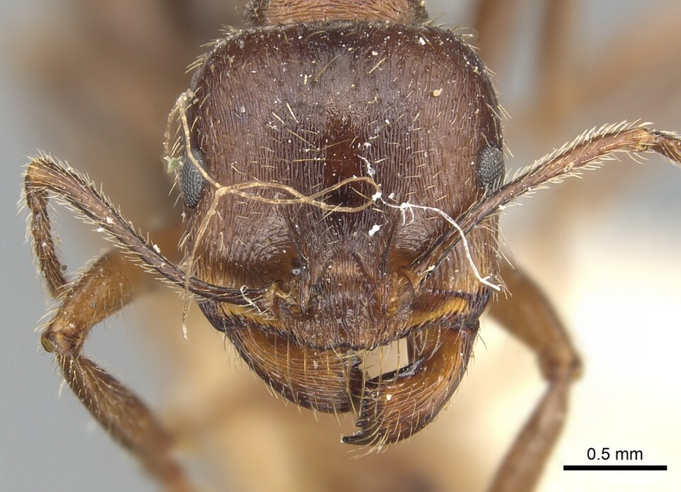 Photo of Iberian harvester ant