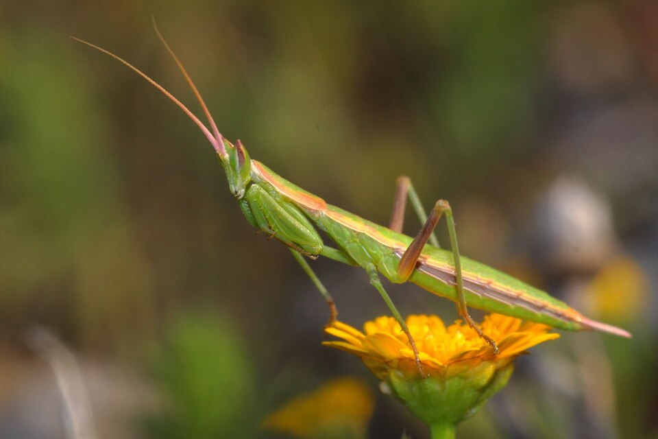 Photo of Iberian mantis