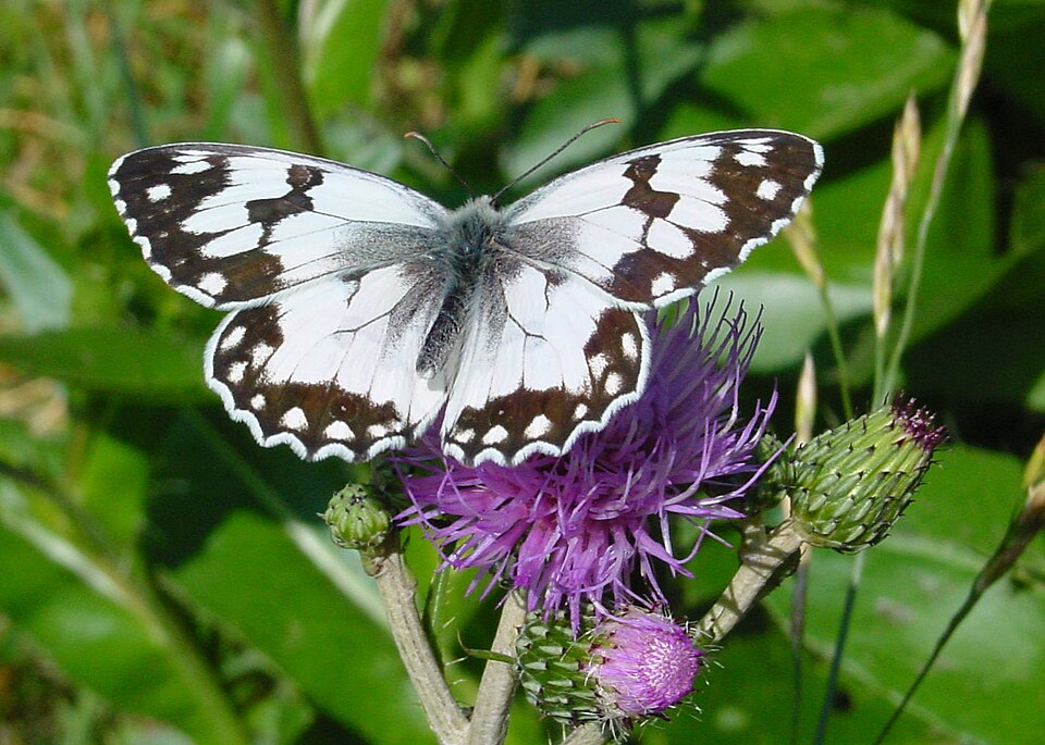 Photo of Iberian marbled white