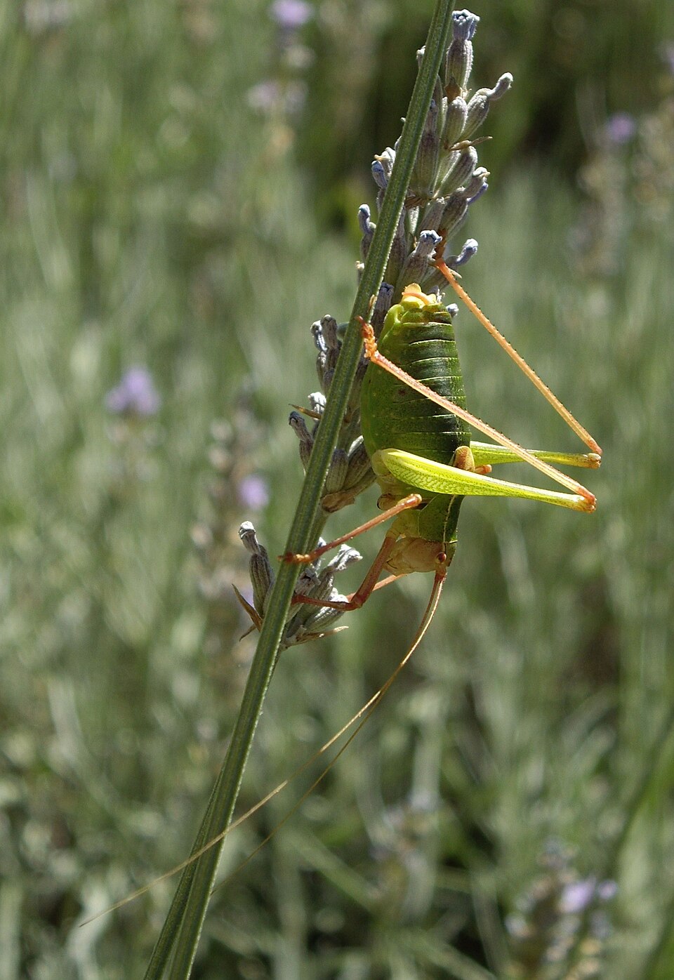 Photo of Iberian saw bush-cricket