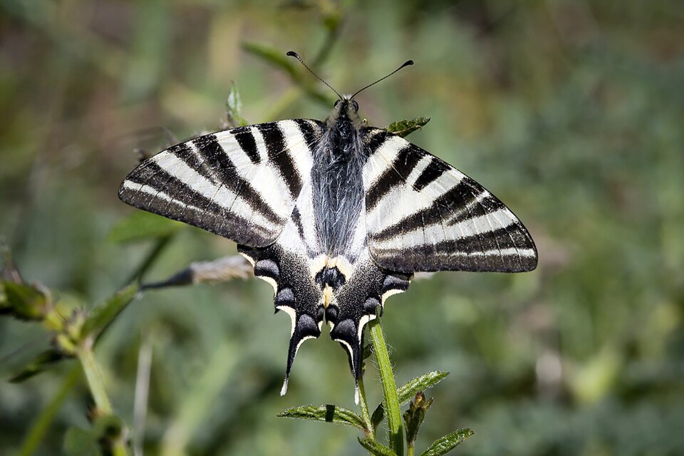 Photo of Iberian scarce swallowtail