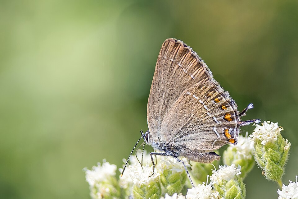 Photo of Ilex hairstreak