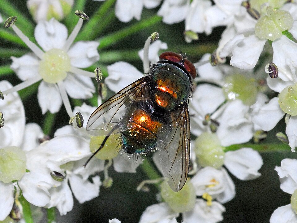 Photo of Illustrious greenbottle fly