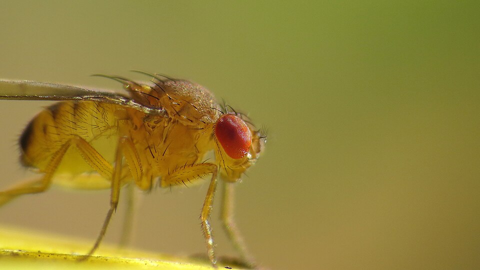 Photo of Immigrant fruit fly