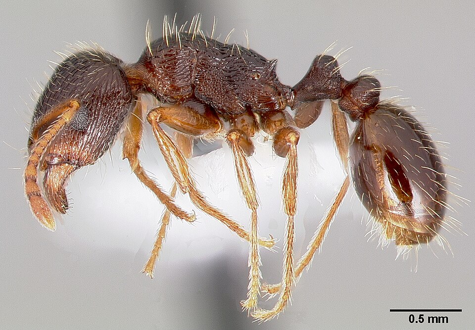 Photo of Immigrant pavement ant