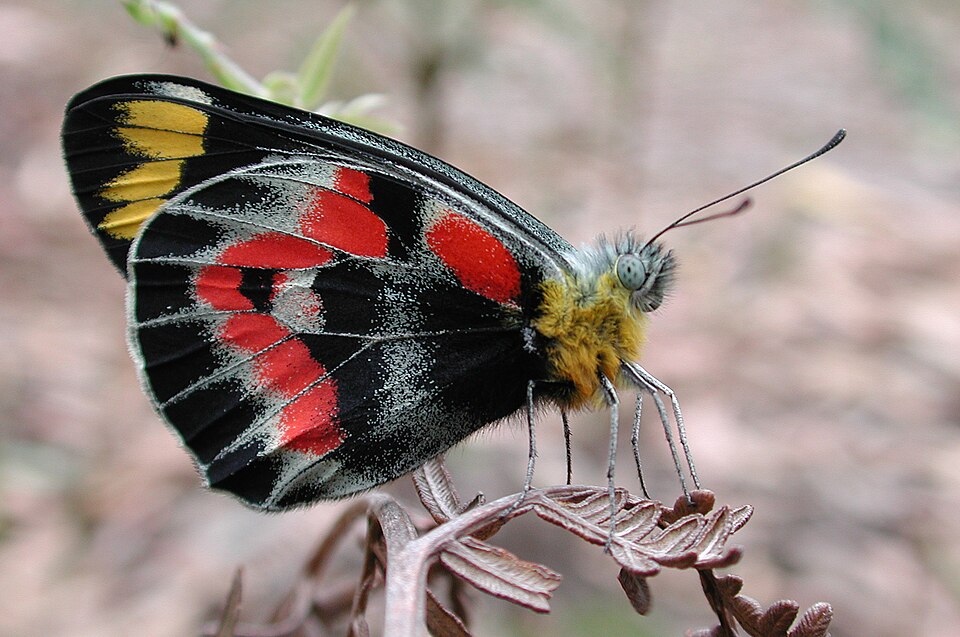 Photo of Imperial jezebel