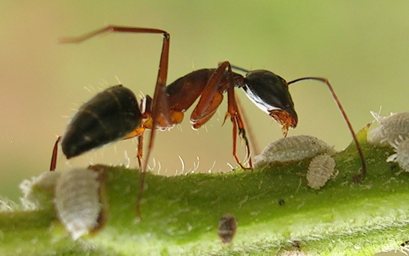 Photo of Indian black ant