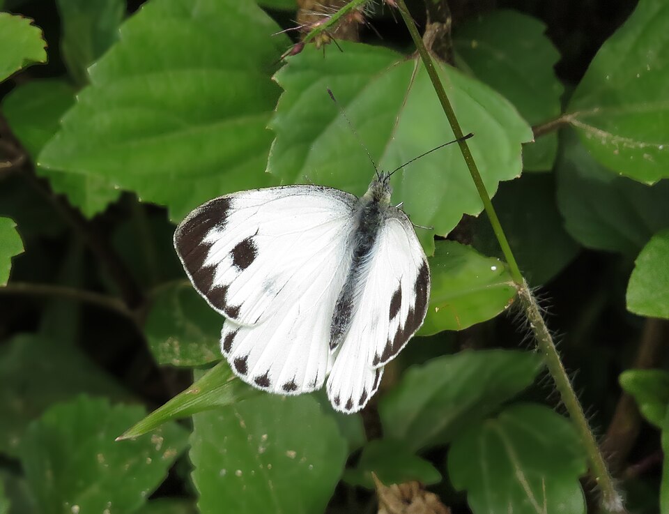 Photo of Indian cabbage white