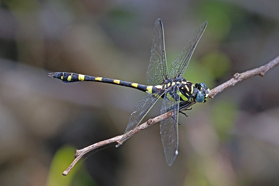 Photo of Indian common clubtail